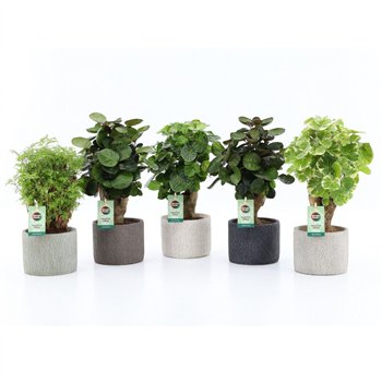 Polyscias Mix 12cm in Classic-Stone 1 pp 40cm 14cm Q3726