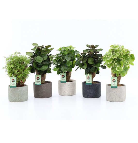 Polyscias Mix 12cm in Classic-Stone 1 pp 40cm 14cm Q3726