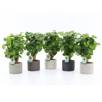 Polyscias Green Lemon in Classic Stone 1 pp 40cm 14cm Q3727