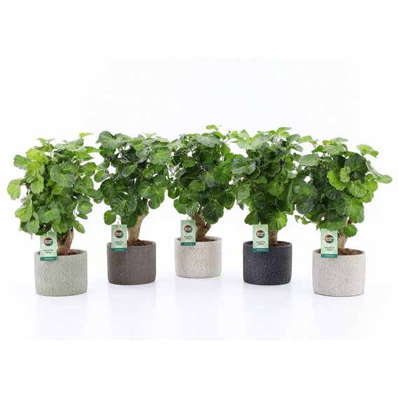 Polyscias Green Lemon in Classic Stone 1 pp 40cm 14cm Q3727