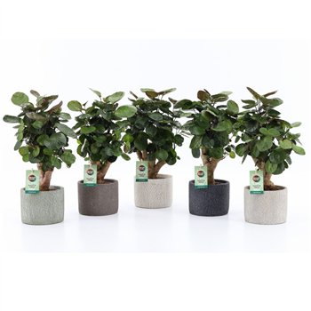 Polyscias fabian Fabian in Classic Stone 1 pp 40cm 14cm Q3728