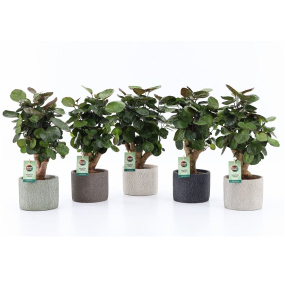 Polyscias fabian Fabian in Classic Stone 1 pp 40cm 14cm Q3728