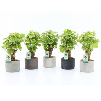 Polyscias balfourii Balfouriana in Classic Stone 1 pp 40cm 14cm Q3733