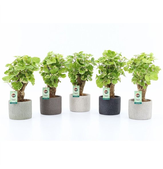 Polyscias balfourii Balfouriana in Classic Stone 1 pp 40cm 14cm Q3733