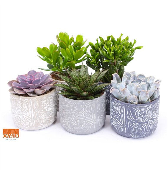 Sukulente mix Succulent in Toledo 14 UK - NON CITES 30cm 14cm Q3777