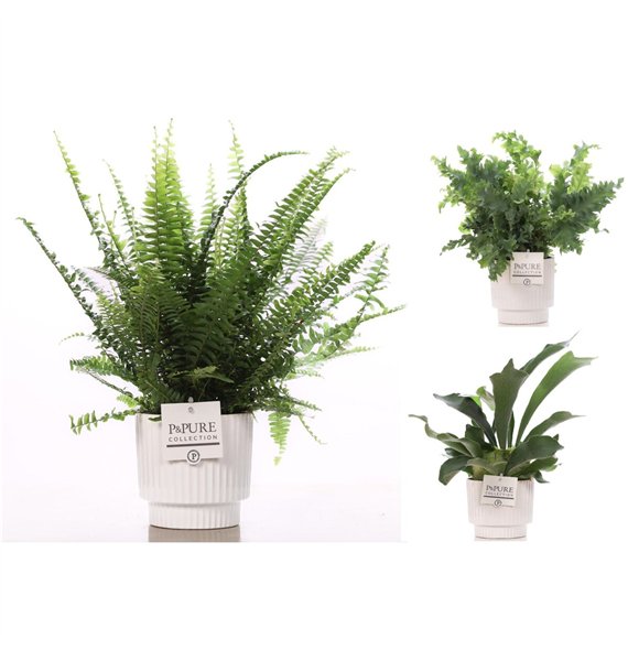 Varens mix Varenmix in Pure IVY 35cm 12cm Q4002