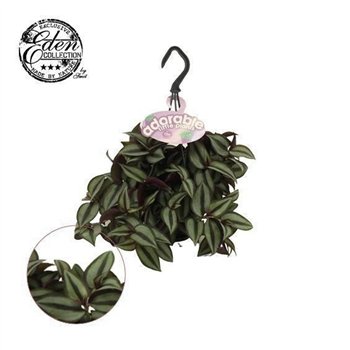 Tradescantia zebrina purpusii Trades  Zebrina Compacta 10 5cm HP adorable - 14 cm 10cm 10.5cm Q4052