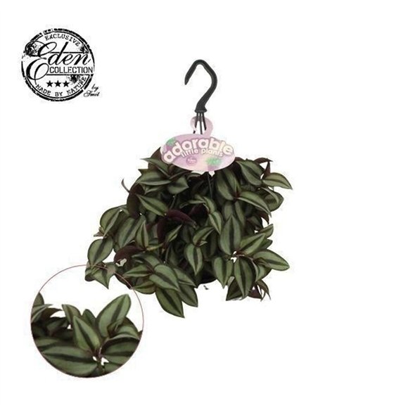 Tradescantia zebrina purpusii Trades  Zebrina Compacta 10 5cm HP adorable - 14 cm 10cm 10.5cm Q4052
