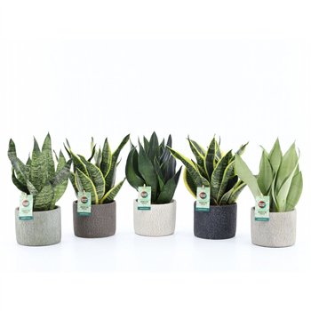 Taščin jezik - Sanseveria Mix in Classic Stone 3 pp 35cm 14cm Q4547