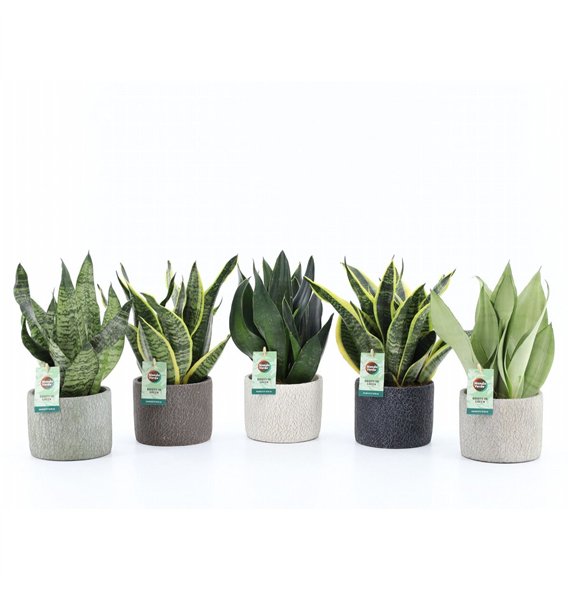 Taščin jezik - Sanseveria Mix in Classic Stone 3 pp 35cm 14cm Q4547