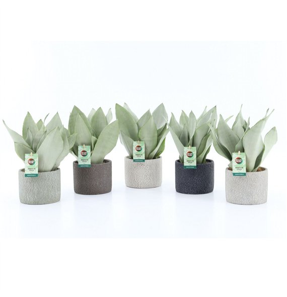 Taščin jezik - Sanseveria trifasciata moonshine Moonshine in Classic Stone 3 pp 35cm 14cm Q4645