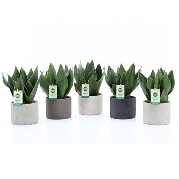 Taščin jezik - Sanseveria trifasciata Black Diamond in Classic Stone 3 pp 35cm 14cm Q4646