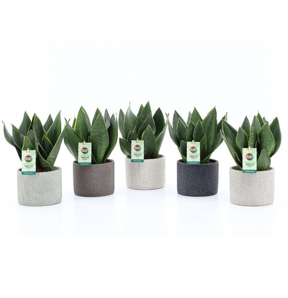 Taščin jezik - Sanseveria trifasciata Black Diamond in Classic Stone 3 pp 35cm 14cm Q4646