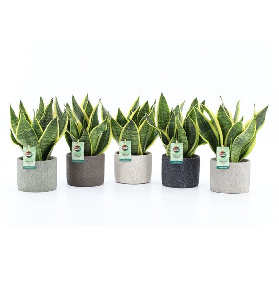 Taščin jezik - Sanseveria trifasciata futura superba Futura Superba in Classic Stone 3 pp 35cm 14cm Q4683