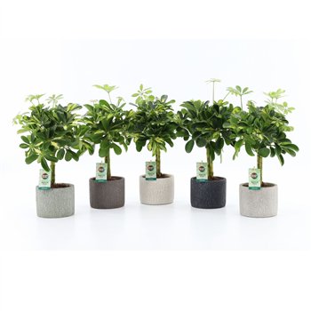 Šeflera arboricola gold capella Gold Capella in Classic Stone 2 pp 40cm 14cm Q4845