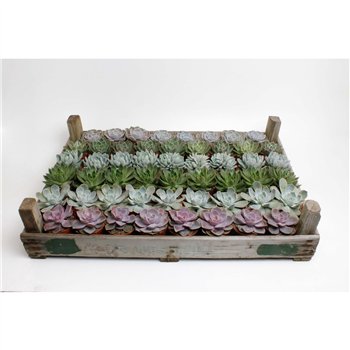 Echeveria Mix in gazenbak1 fl 15cm 8.5cm Q4355