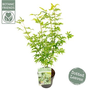 Javor palmatum ukigumo palm  Ukigumo 45cm 15cm Q25