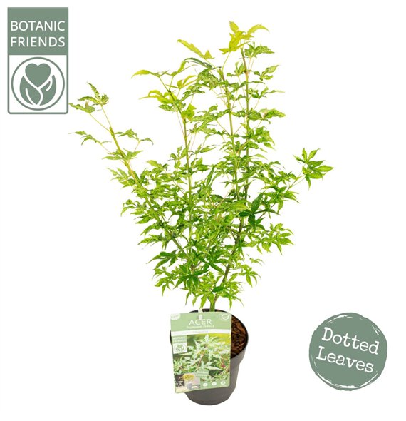 Javor palmatum ukigumo palm  Ukigumo 45cm 15cm Q25