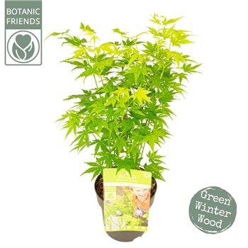 Javor palmatum palm  Going Green®2 pp 50cm 15cm Q35