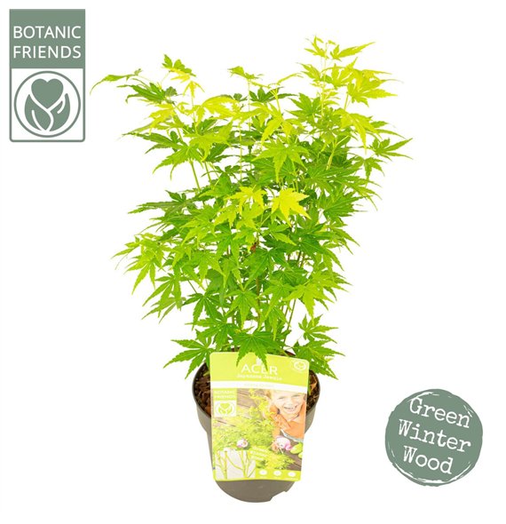 Javor palmatum palm  Going Green®2 pp 50cm 15cm Q35