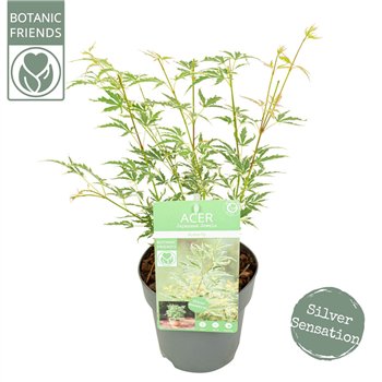 Javor palmatum butterfly palm  Butterfly2 pp 45cm 15cm Q36