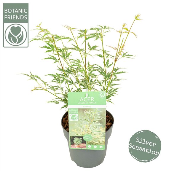 Javor palmatum butterfly palm  Butterfly2 pp 45cm 15cm Q36
