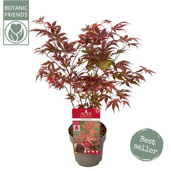 Javor palmatum atropurpureum palm  Atropurpureum2 pp 45cm 15cm Q38