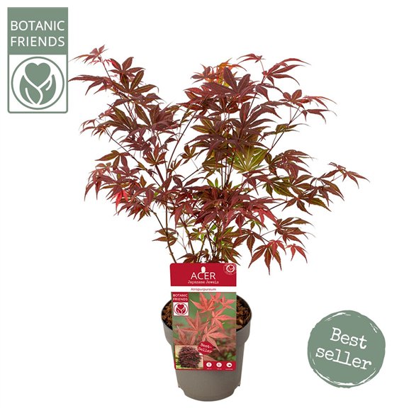 Javor palmatum atropurpureum palm  Atropurpureum2 pp 45cm 15cm Q38