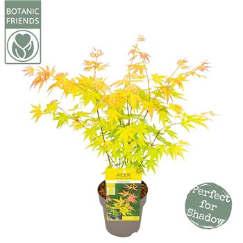Javor palmatum orange dream palm  Orange Dream2 pp 45cm 15cm Q51