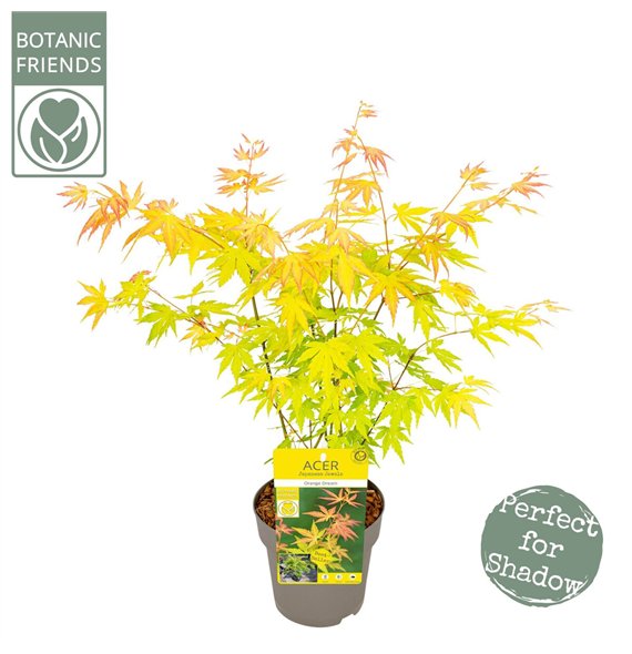 Javor palmatum orange dream palm  Orange Dream2 pp 45cm 15cm Q51