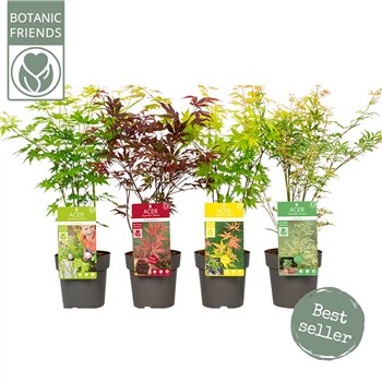 Javor palmatum mix palm  several mix2 pp 4 colours per kar 40cm 15cm Q52