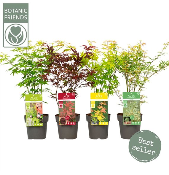 Javor palmatum mix palm  several mix2 pp 4 colours per kar 40cm 15cm Q52