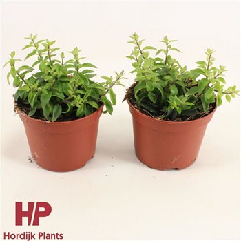 Aeschynanthus twister 18cm 12cm Q78