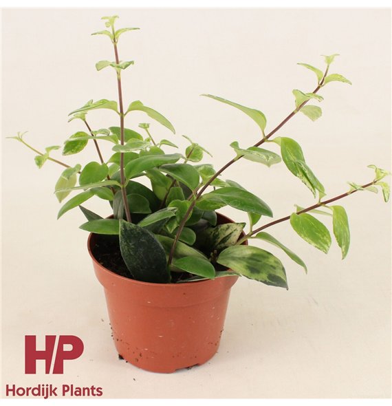 Aeschynanthus lobbianus variegatus 10cm 12cm Q81