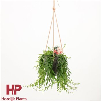 Aeschynanthus japhrolepis Sierpot + touw 50cm 15cm Q87
