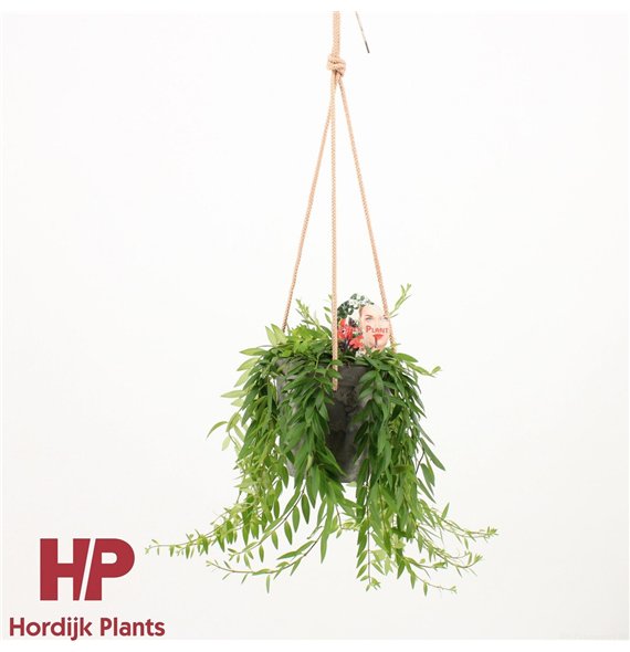 Aeschynanthus japhrolepis Sierpot + touw 50cm 15cm Q87