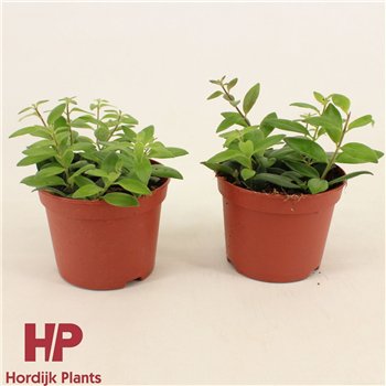 Aeschynanthus caro improved 15cm 12cm Q88