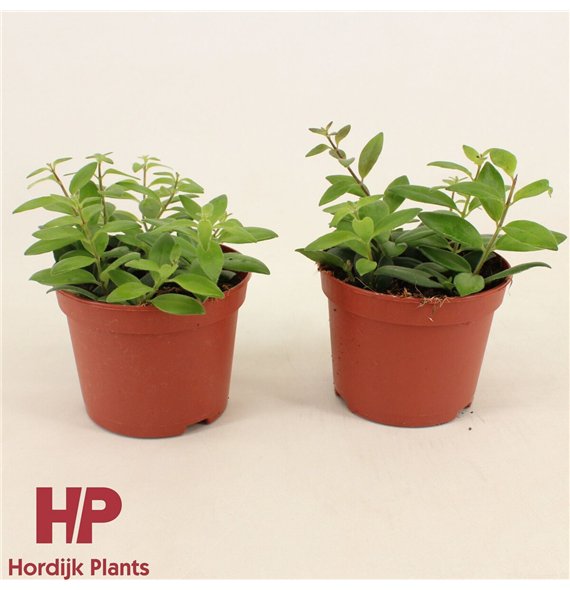 Aeschynanthus caro improved 15cm 12cm Q88