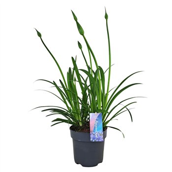 Agapanthus Su Casa p17 (PT)1 fl 60cm 17cm Q93