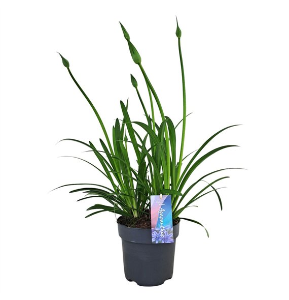 Agapanthus Su Casa p17 (PT)1 fl 60cm 17cm Q93