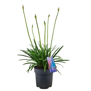 Agapanthus Brilliant Blue Bluep17 (PT)3 fl 50cm 17cm Q94