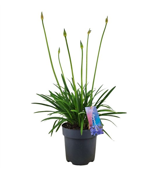 Agapanthus Brilliant Blue Bluep17 (PT)3 fl 50cm 17cm Q94