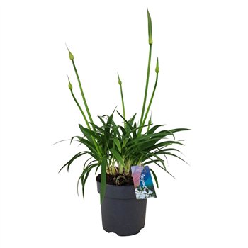 Agapanthus pitchoune white Pitchoune White p17 (PT)6 fl 60cm 17cm Q95