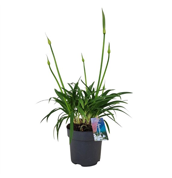 Agapanthus pitchoune white Pitchoune White p17 (PT)6 fl 60cm 17cm Q95