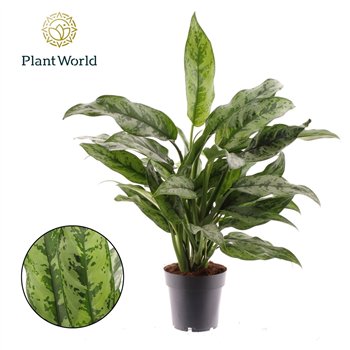 Aglaonema Romeo 2 pp 50cm 14cm Q109