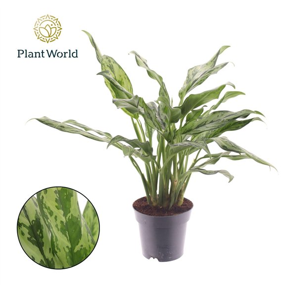 Aglaonema Juliette 2 pp 50cm 14cm Q110