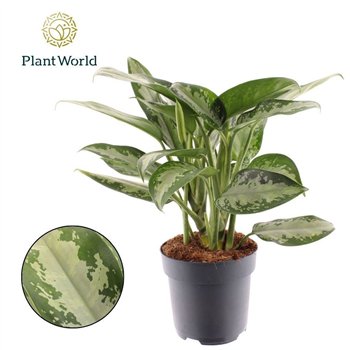 Aglaonema jubilee Tigres 2 pp 45cm 17cm Q111