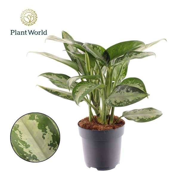Aglaonema jubilee Tigres 2 pp 45cm 17cm Q111