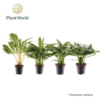 Aglaonema mix mixed 2 pp 55cm 17cm Q122
