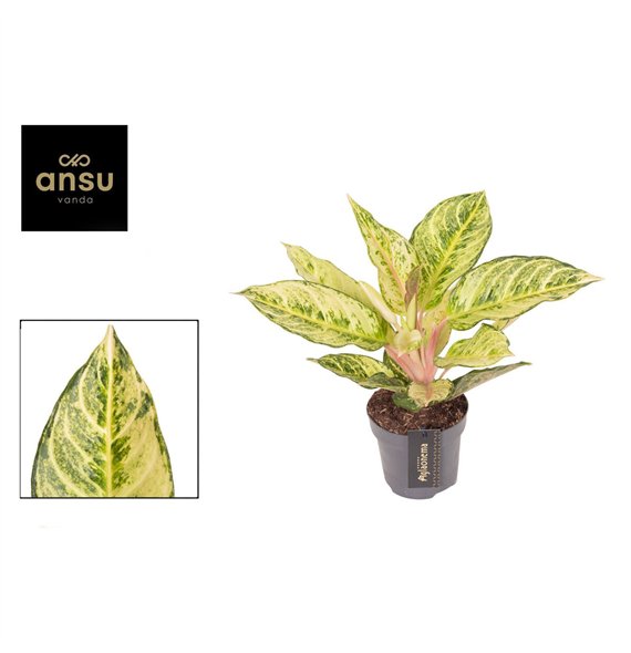 Aglaonema Chartreuse Pretty 1 pp 30cm 12cm Q125
